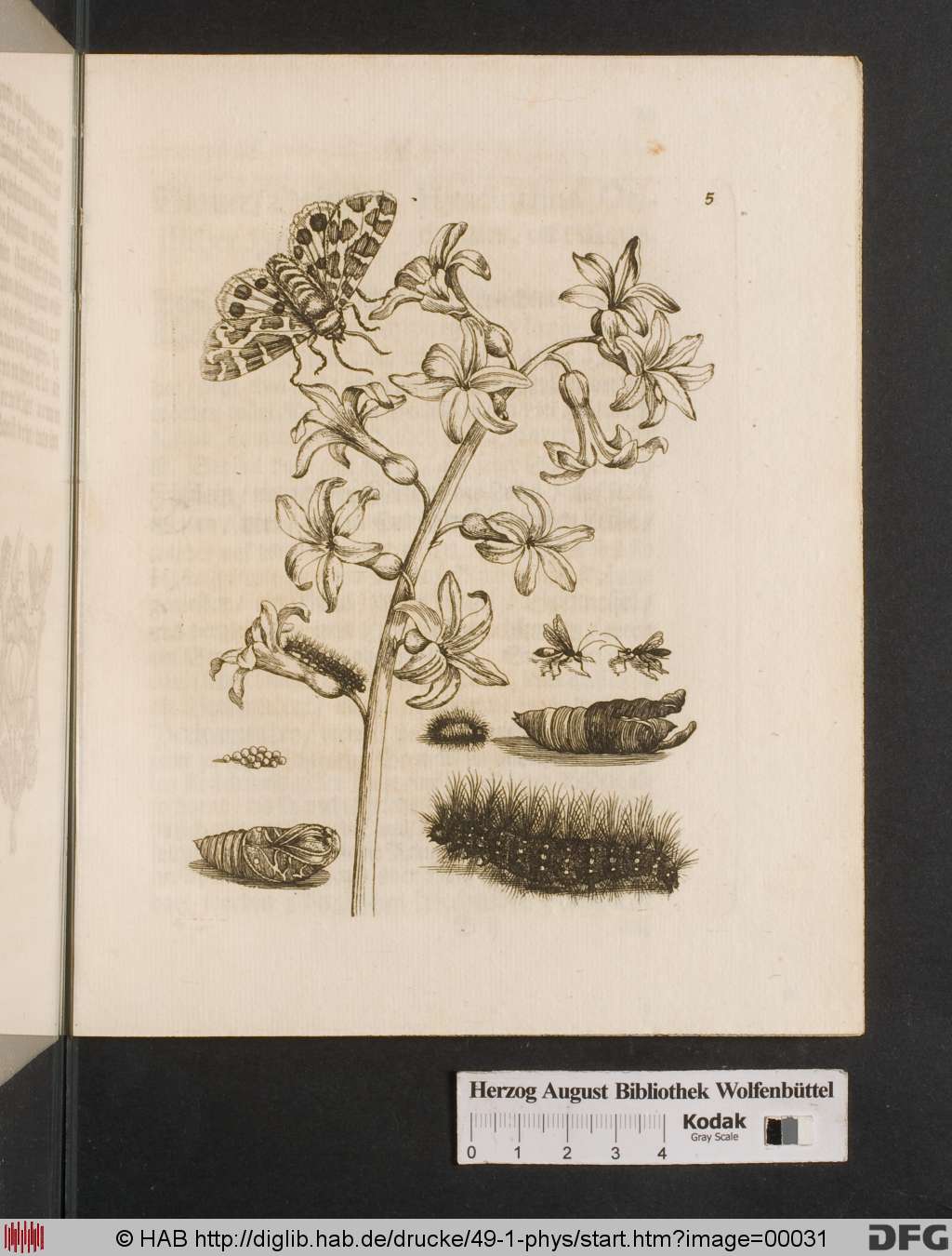 http://diglib.hab.de/drucke/49-1-phys/00031.jpg