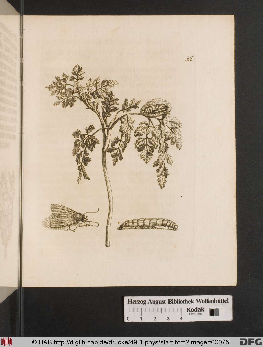 http://diglib.hab.de/drucke/49-1-phys/00075.jpg