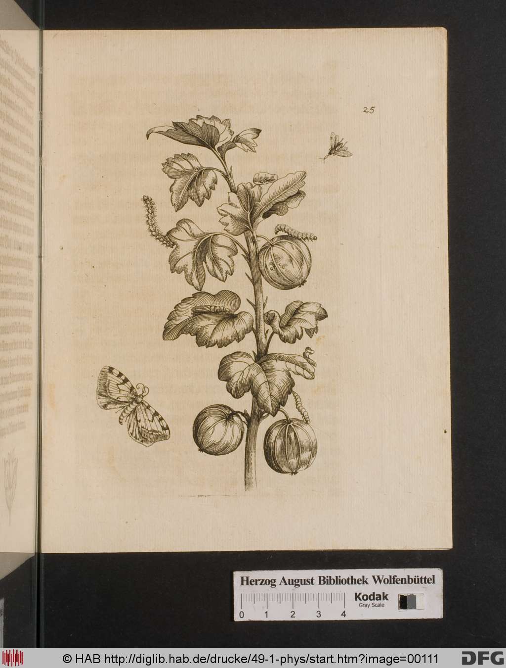 http://diglib.hab.de/drucke/49-1-phys/00111.jpg