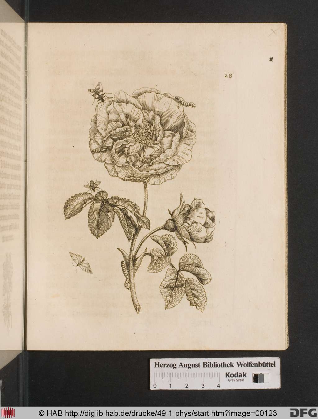 http://diglib.hab.de/drucke/49-1-phys/00123.jpg