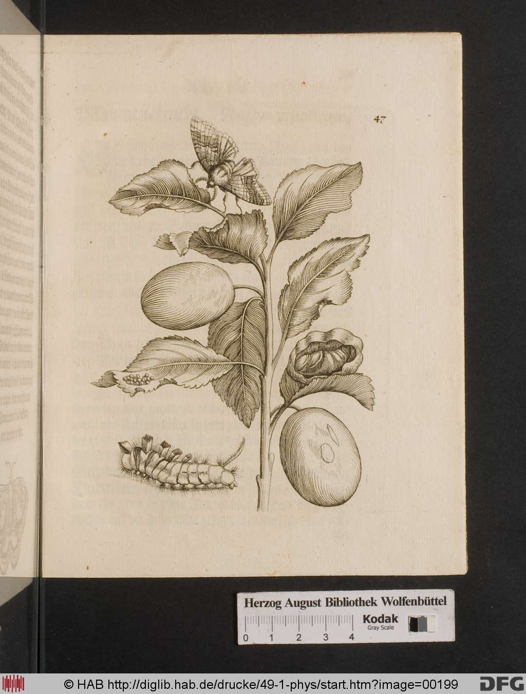 http://diglib.hab.de/drucke/49-1-phys/00199.jpg