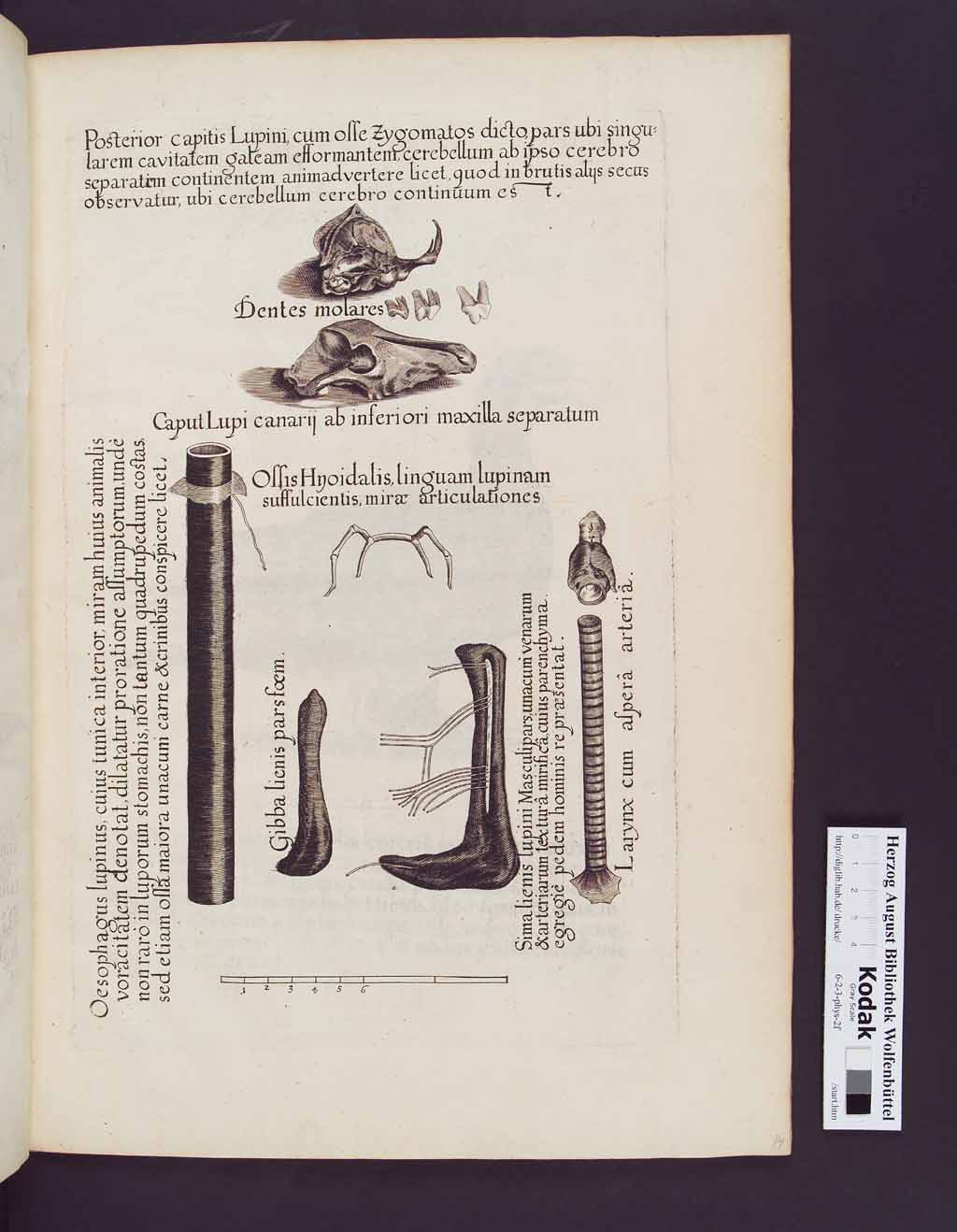 http://diglib.hab.de/drucke/6-2-3-phys-2f/00033.jpg