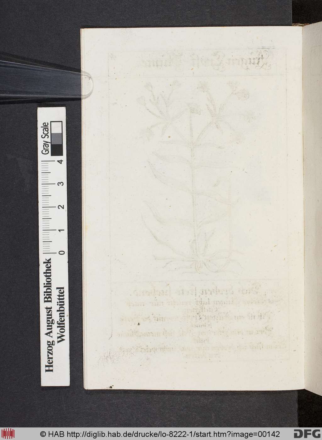 http://diglib.hab.de/drucke/lo-8222-1/00142.jpg