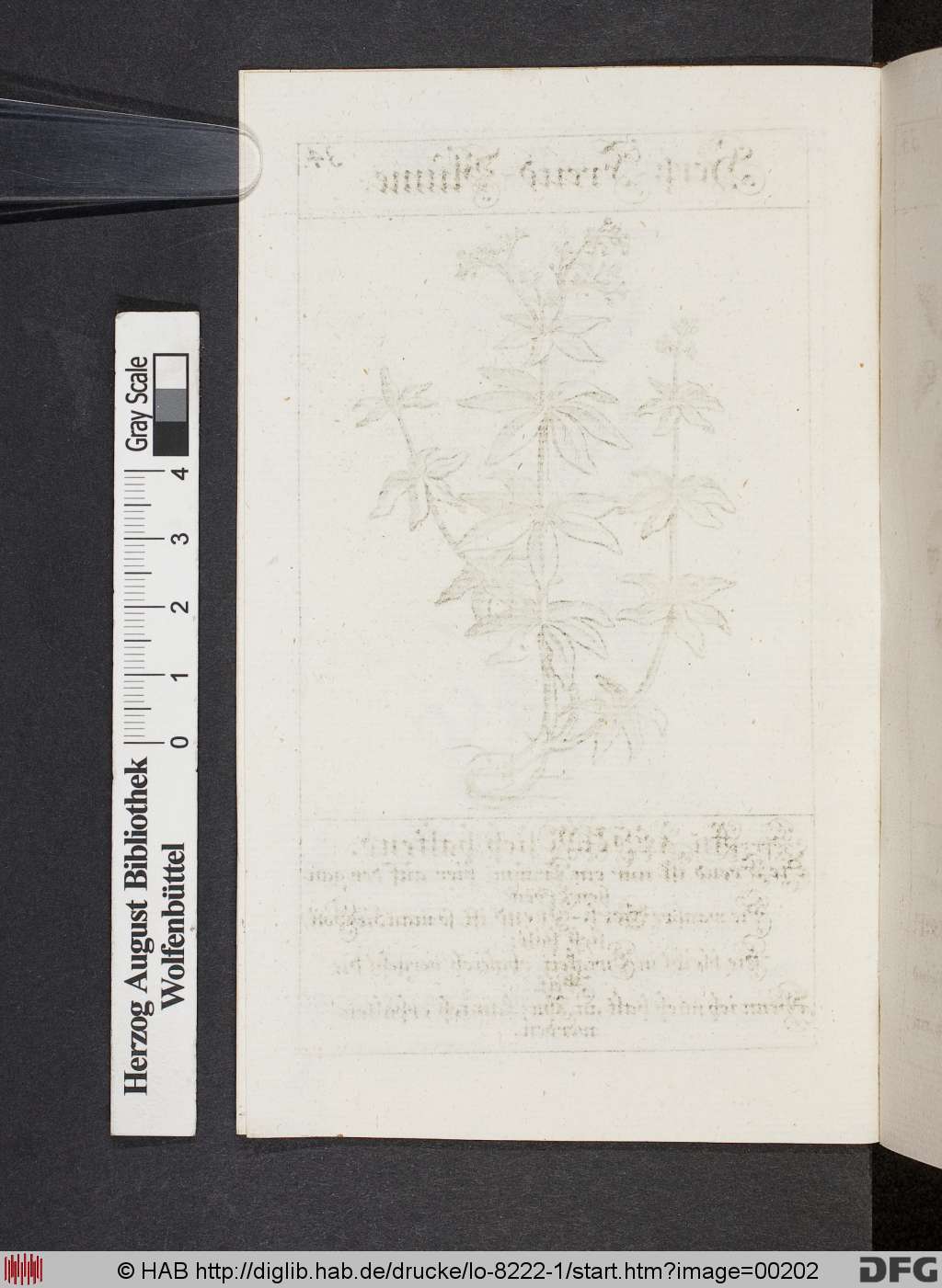 http://diglib.hab.de/drucke/lo-8222-1/00202.jpg