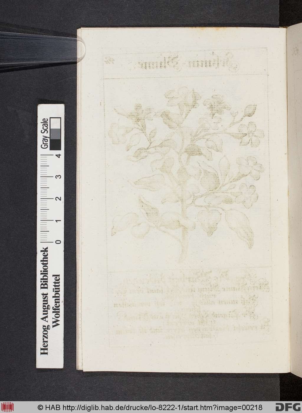 http://diglib.hab.de/drucke/lo-8222-1/00218.jpg