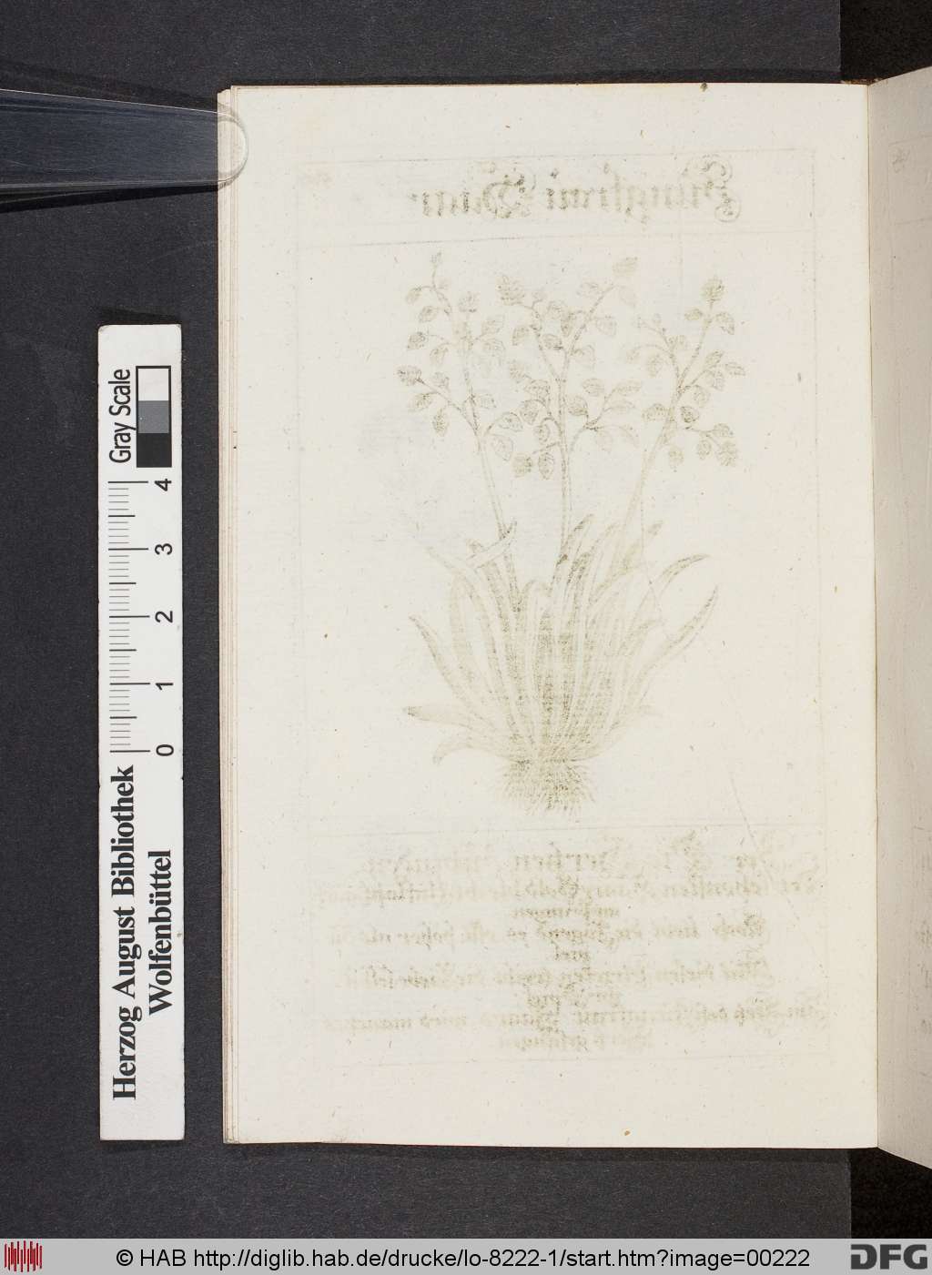 http://diglib.hab.de/drucke/lo-8222-1/00222.jpg