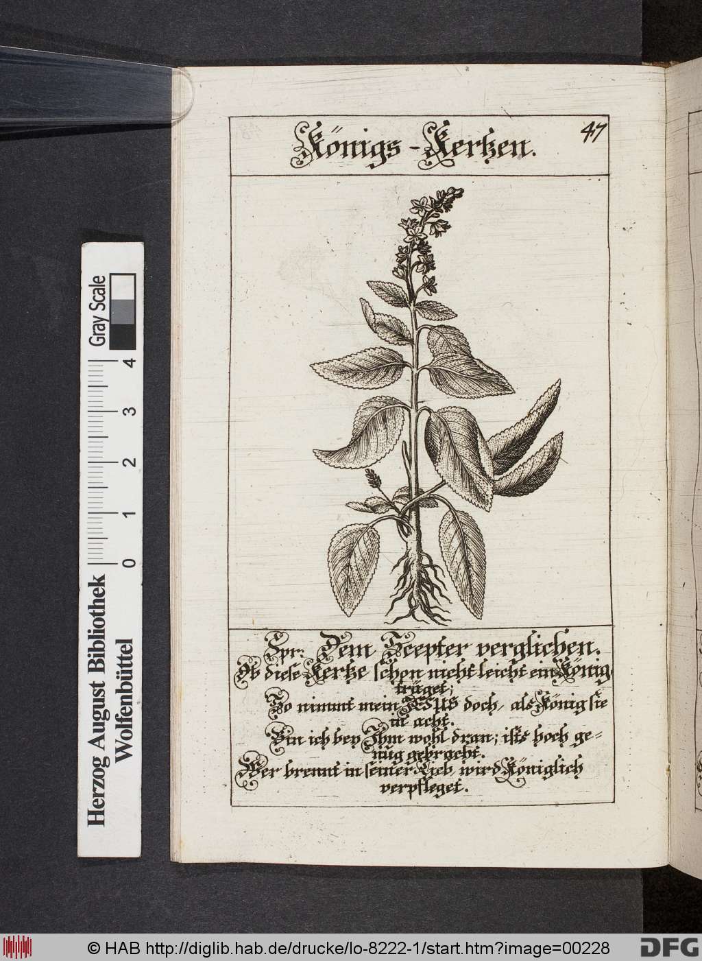 http://diglib.hab.de/drucke/lo-8222-1/00228.jpg