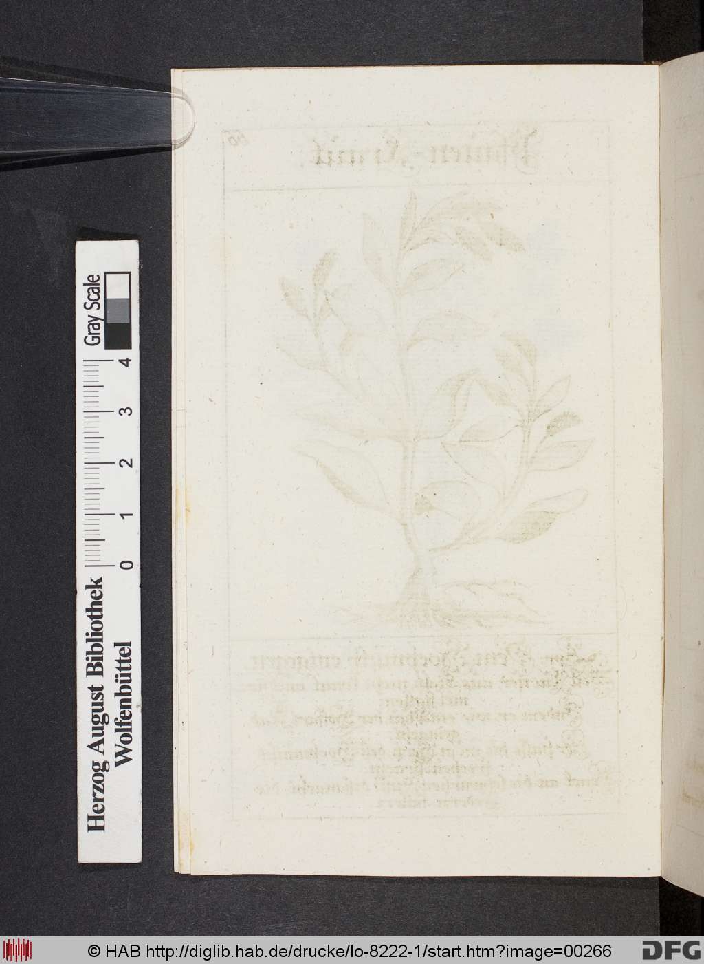 http://diglib.hab.de/drucke/lo-8222-1/00266.jpg