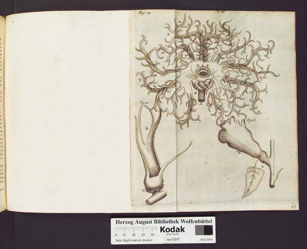 http://diglib.hab.de/drucke/ma-132-1/00142a.jpg