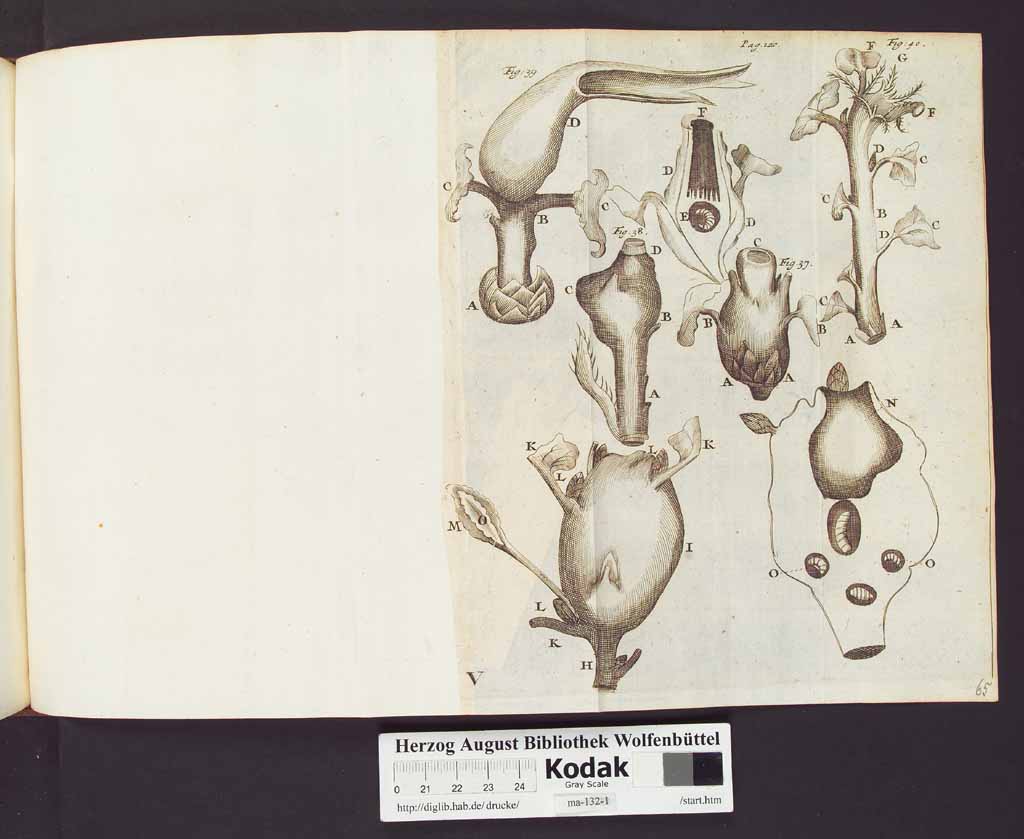 http://diglib.hab.de/drucke/ma-132-1/00142b.jpg