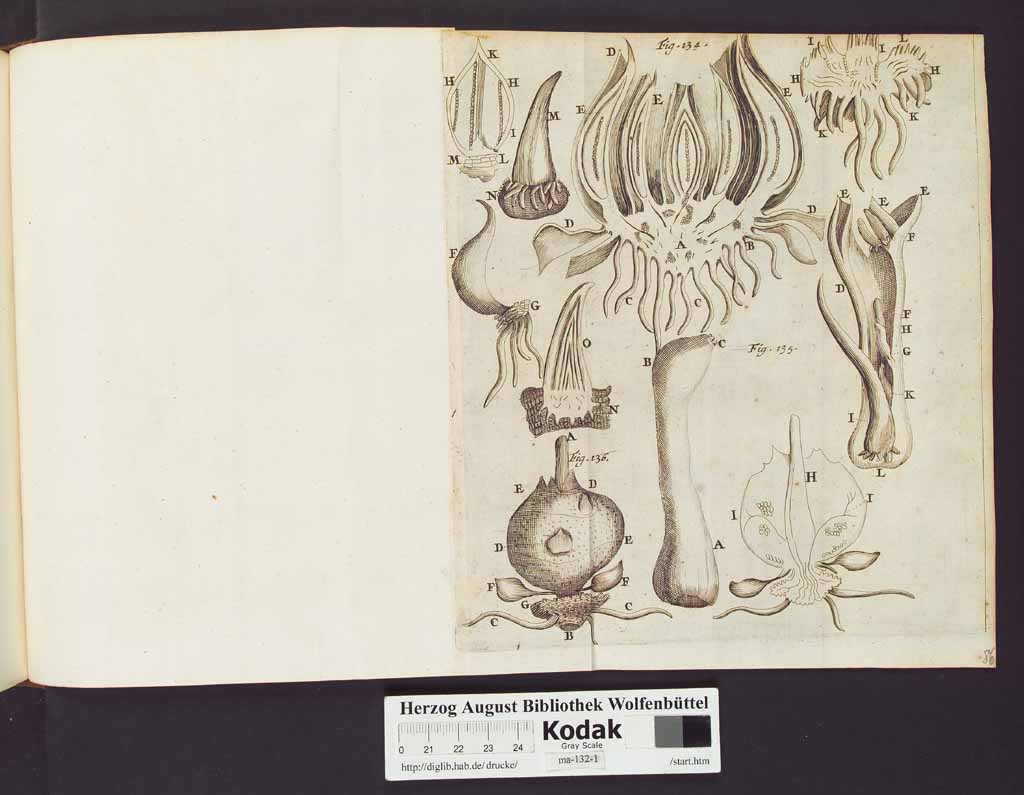 http://diglib.hab.de/drucke/ma-132-1/00174b.jpg