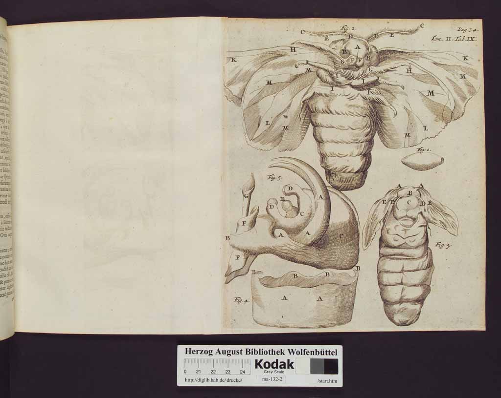 http://diglib.hab.de/drucke/ma-132-2/00042a.jpg