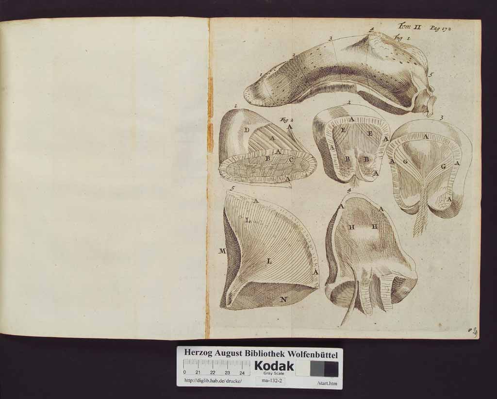 http://diglib.hab.de/drucke/ma-132-2/00176b.jpg