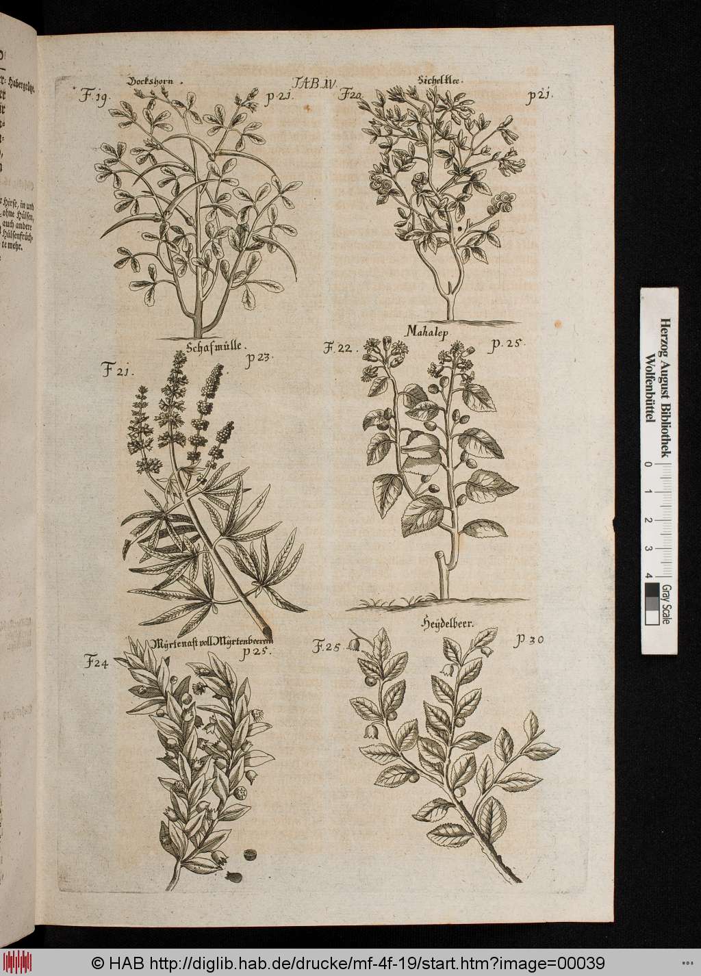 http://diglib.hab.de/drucke/mf-4f-19/00039.jpg