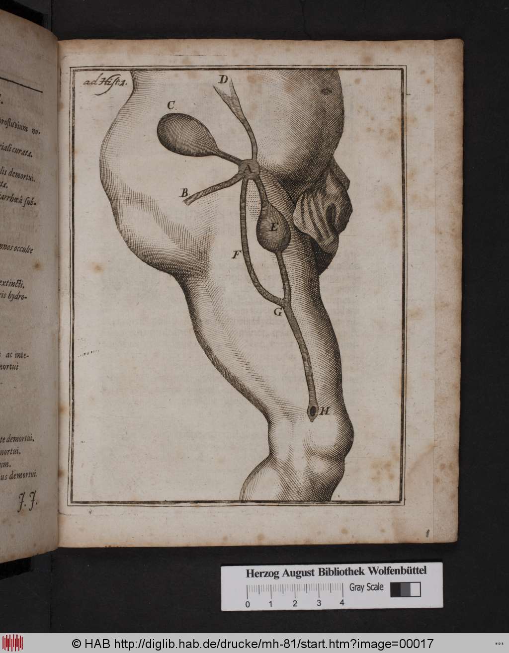 http://diglib.hab.de/drucke/mh-81/00017.jpg
