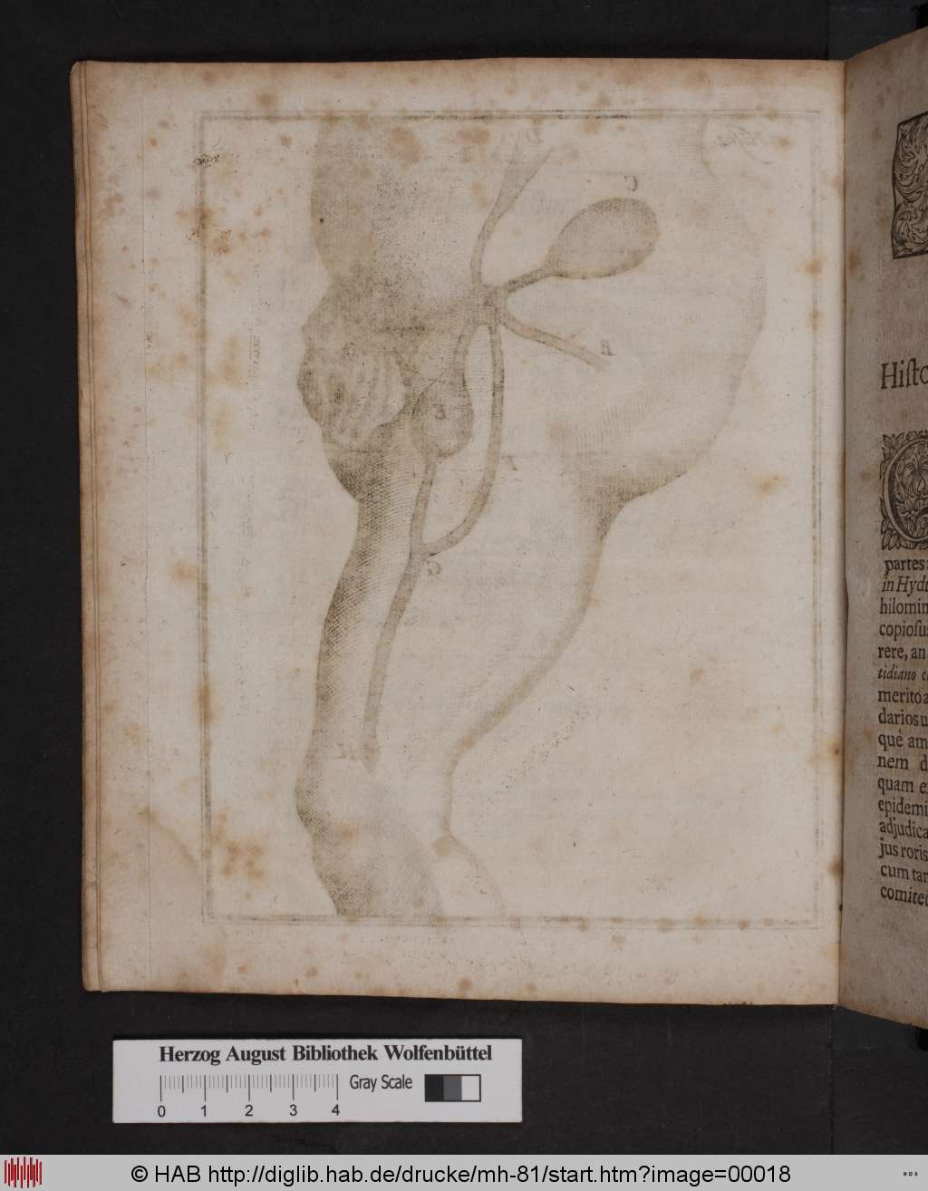 http://diglib.hab.de/drucke/mh-81/00018.jpg