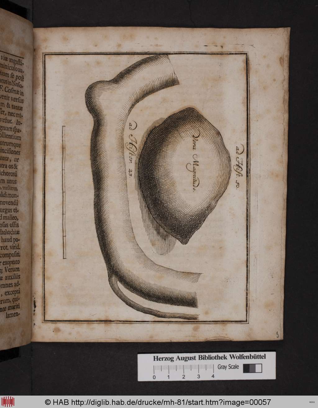 http://diglib.hab.de/drucke/mh-81/00057.jpg