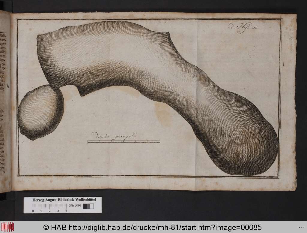 http://diglib.hab.de/drucke/mh-81/00085.jpg