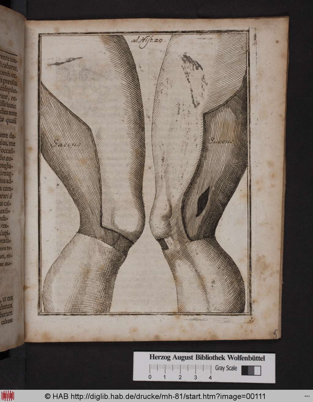 http://diglib.hab.de/drucke/mh-81/00111.jpg