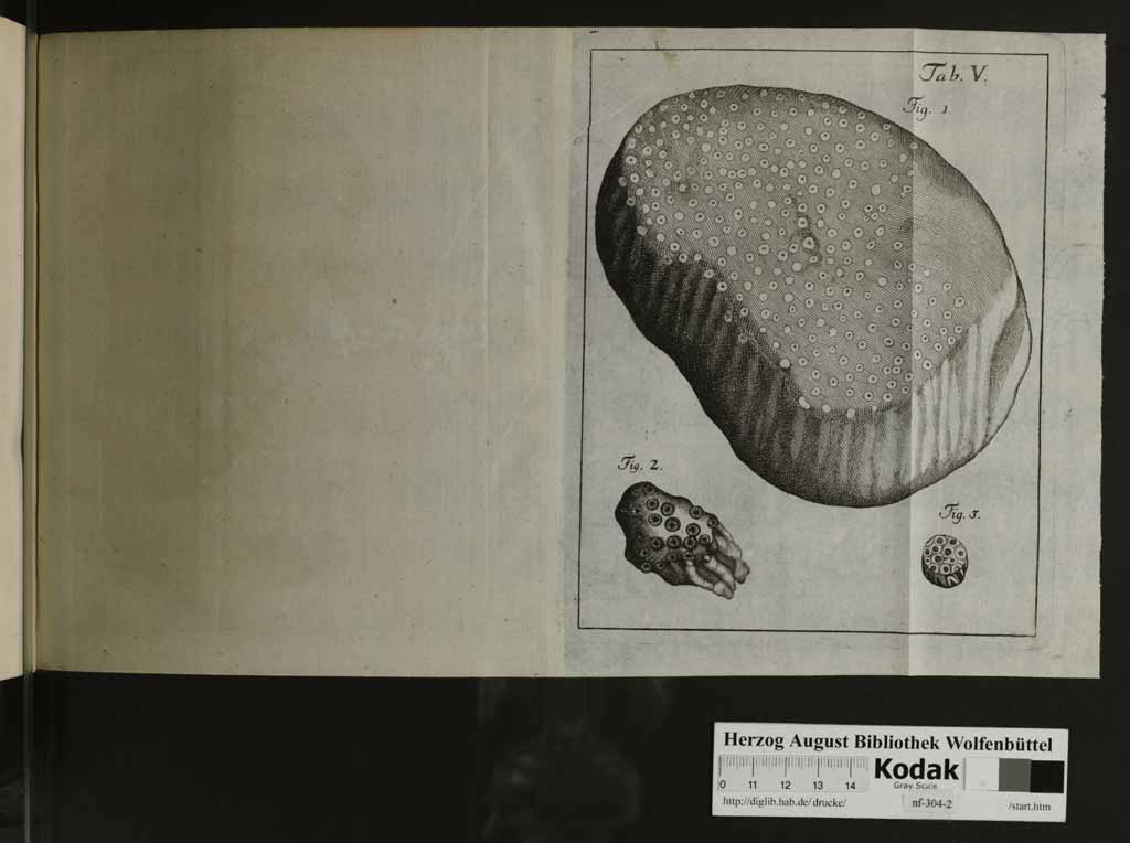 http://diglib.hab.de/drucke/nf-304-2/00135e.jpg