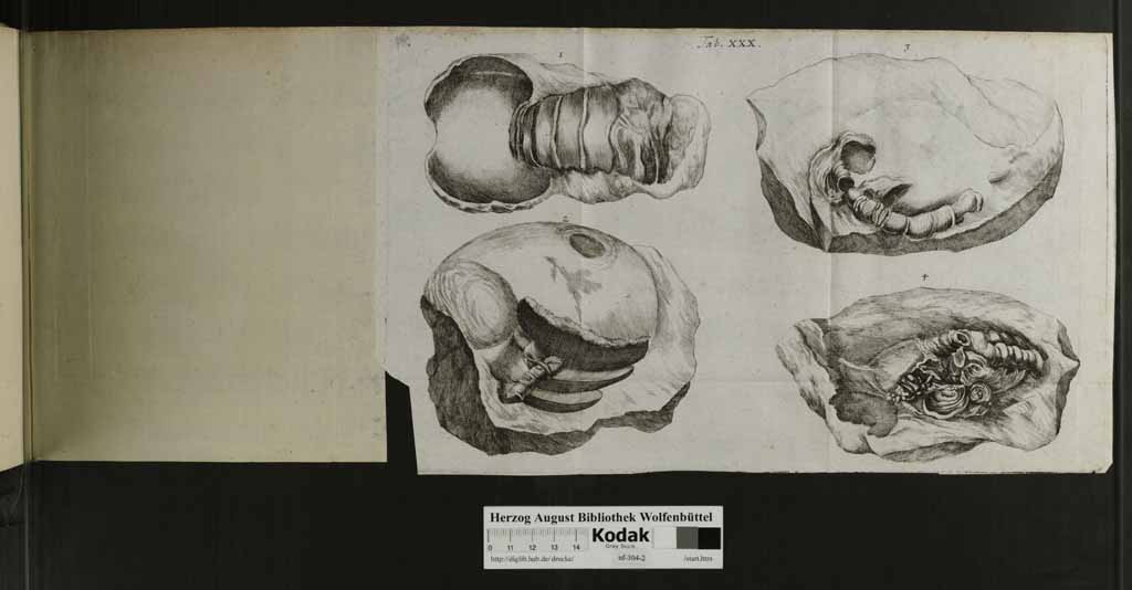 http://diglib.hab.de/drucke/nf-304-2/00135q.jpg