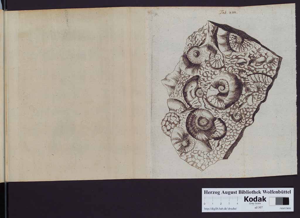 http://diglib.hab.de/drucke/nf-307/00350l.jpg