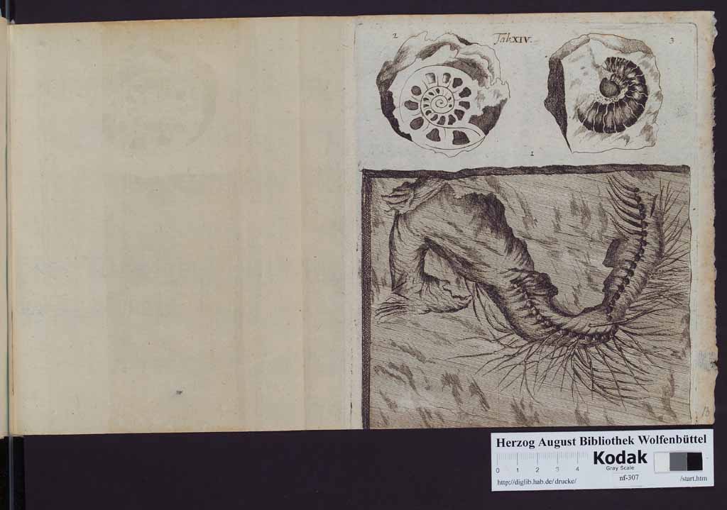 http://diglib.hab.de/drucke/nf-307/00350m.jpg