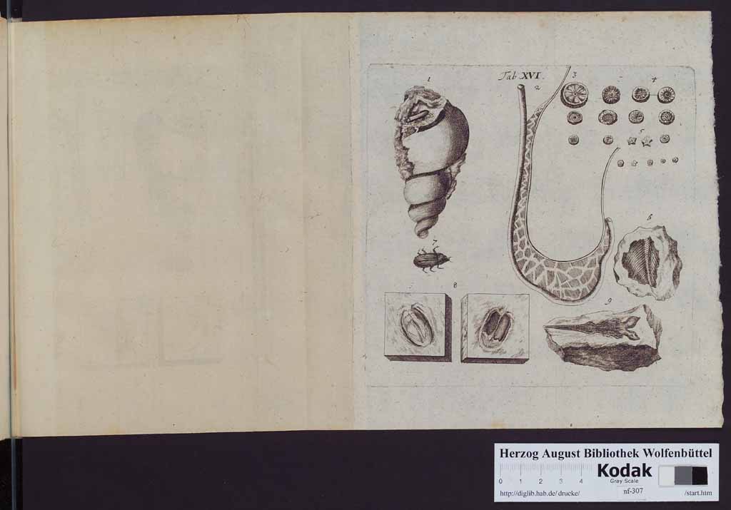 http://diglib.hab.de/drucke/nf-307/00350o.jpg