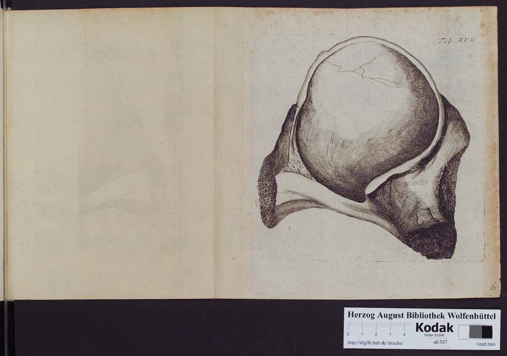 http://diglib.hab.de/drucke/nf-307/00350p.jpg