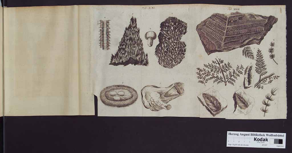http://diglib.hab.de/drucke/nf-307/00350t.jpg