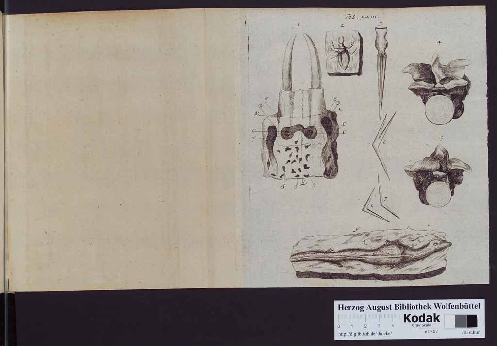 http://diglib.hab.de/drucke/nf-307/00350u.jpg