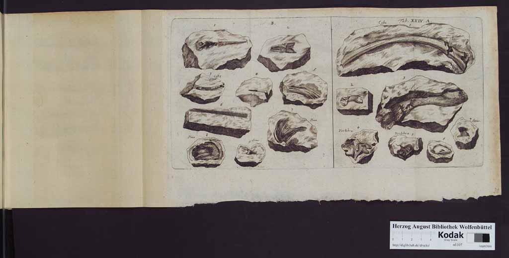 http://diglib.hab.de/drucke/nf-307/00350v.jpg