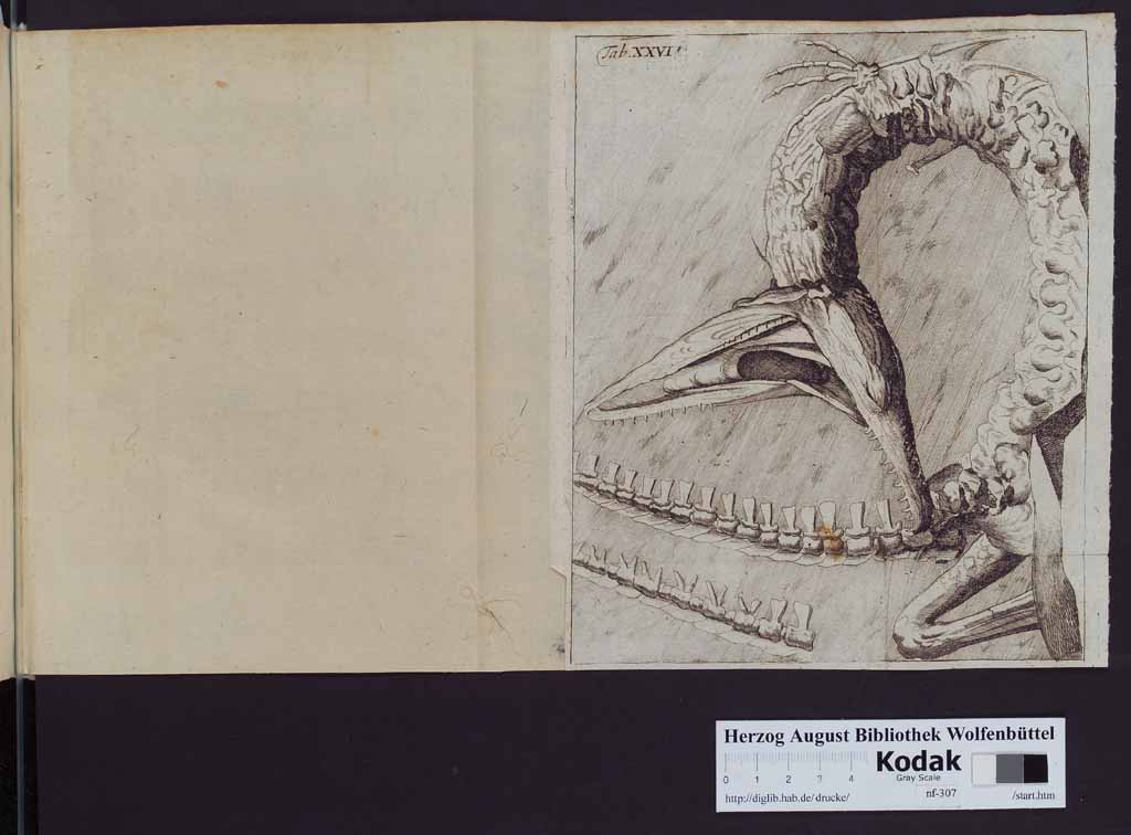 http://diglib.hab.de/drucke/nf-307/00350x.jpg