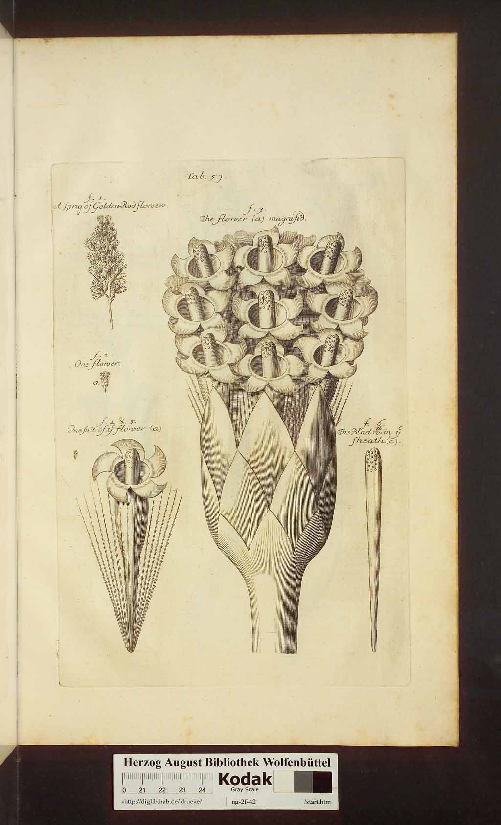 http://diglib.hab.de/drucke/ng-2f-42/00507.jpg