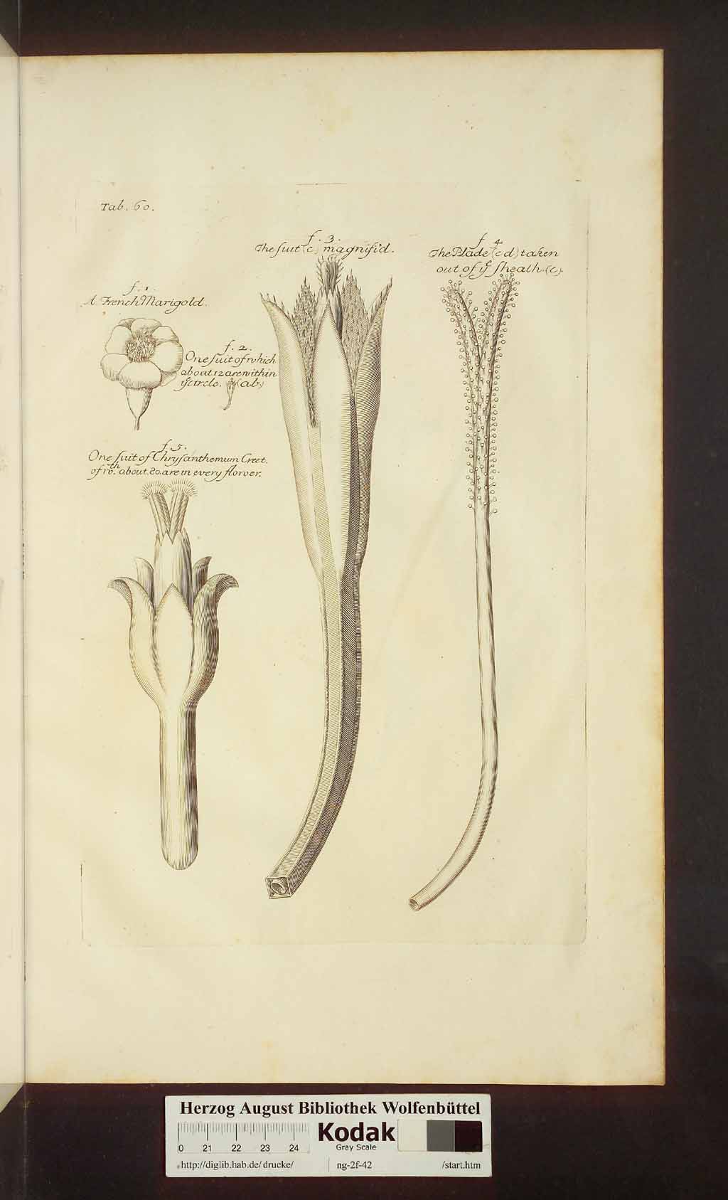 http://diglib.hab.de/drucke/ng-2f-42/00509.jpg