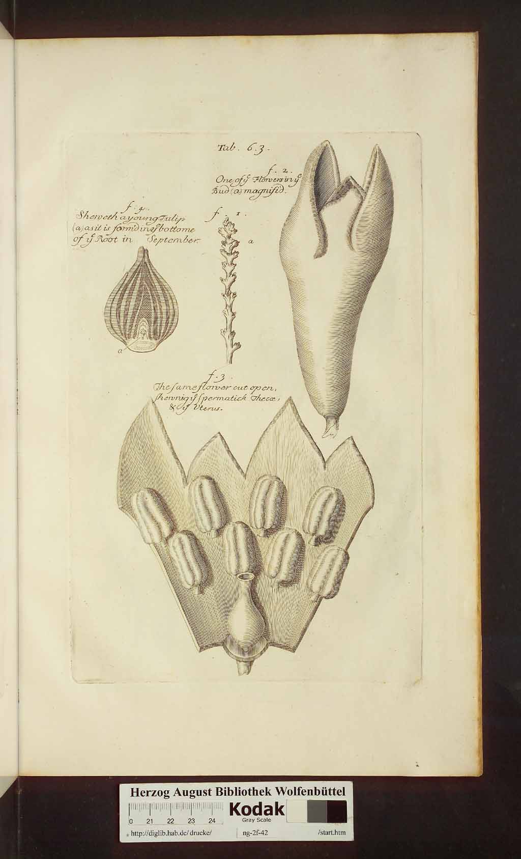 http://diglib.hab.de/drucke/ng-2f-42/00515.jpg