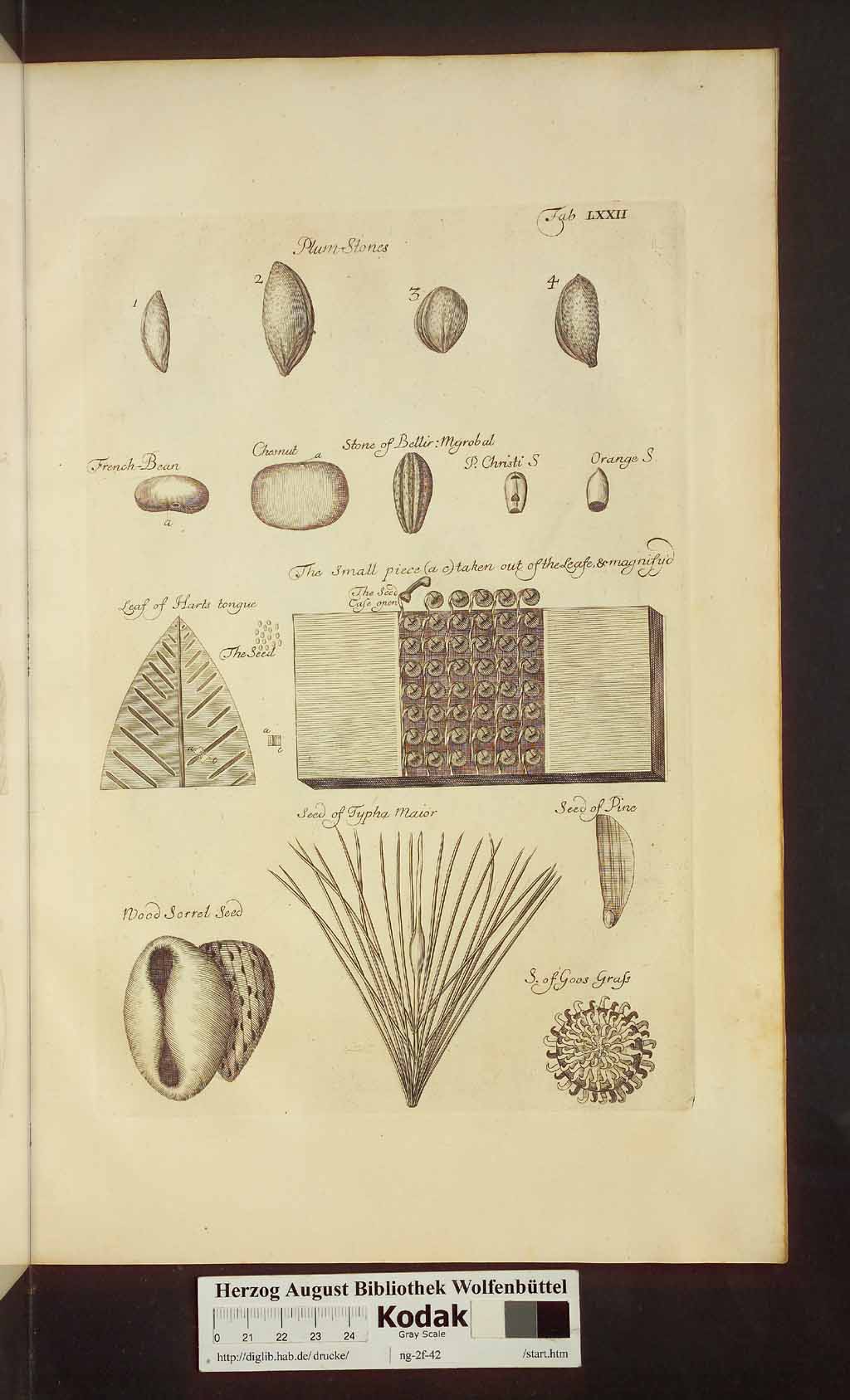 http://diglib.hab.de/drucke/ng-2f-42/00533.jpg