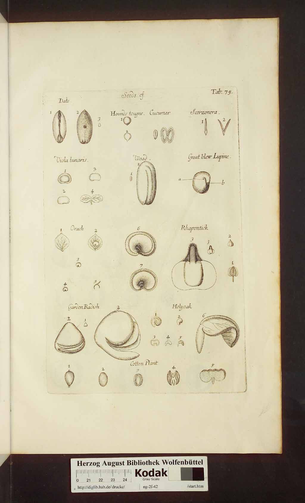 http://diglib.hab.de/drucke/ng-2f-42/00539.jpg