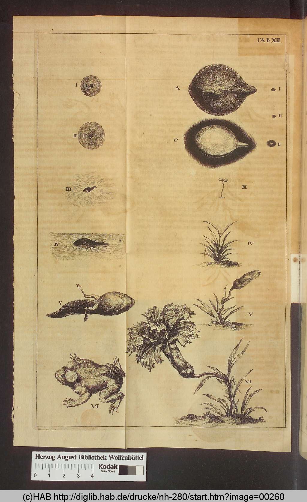 http://diglib.hab.de/drucke/nh-280/00260.jpg