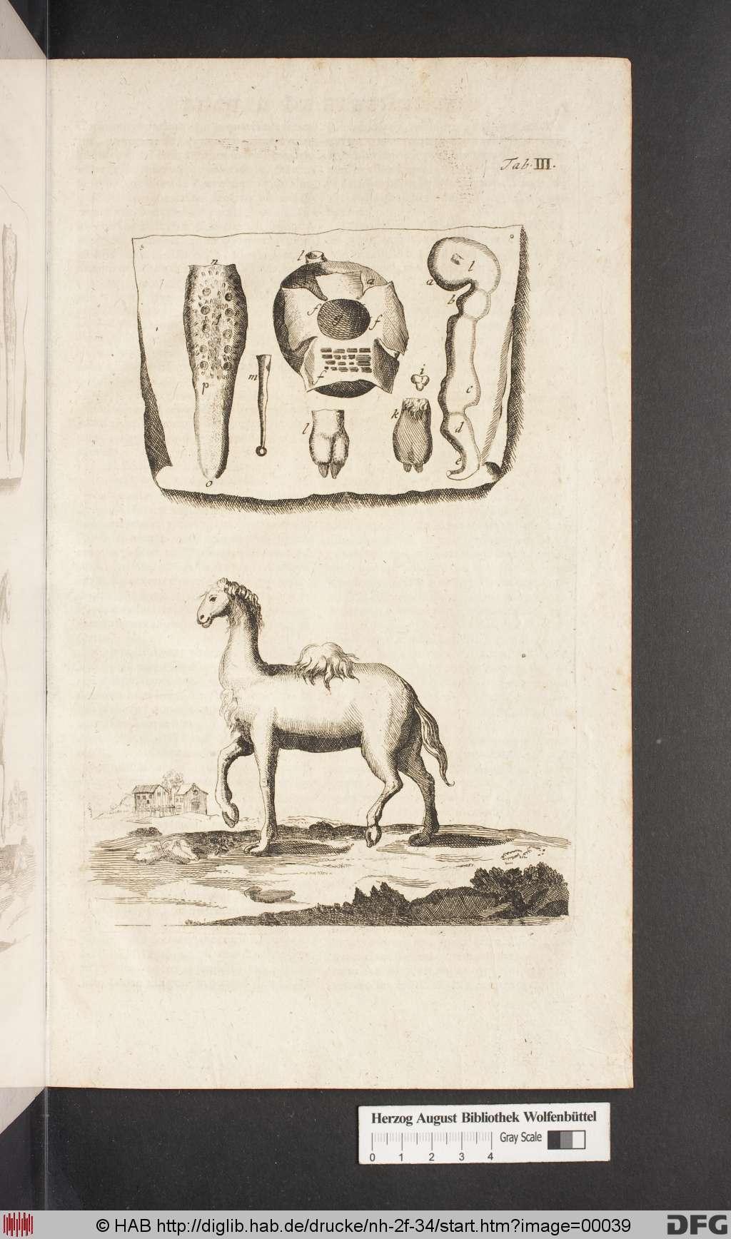 http://diglib.hab.de/drucke/nh-2f-34/00039.jpg