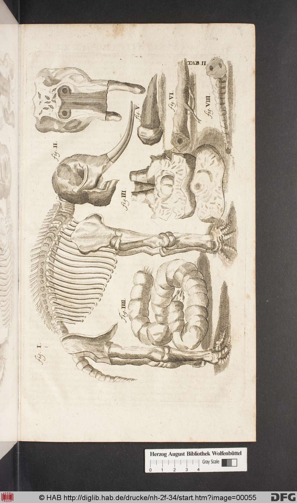 http://diglib.hab.de/drucke/nh-2f-34/00055.jpg