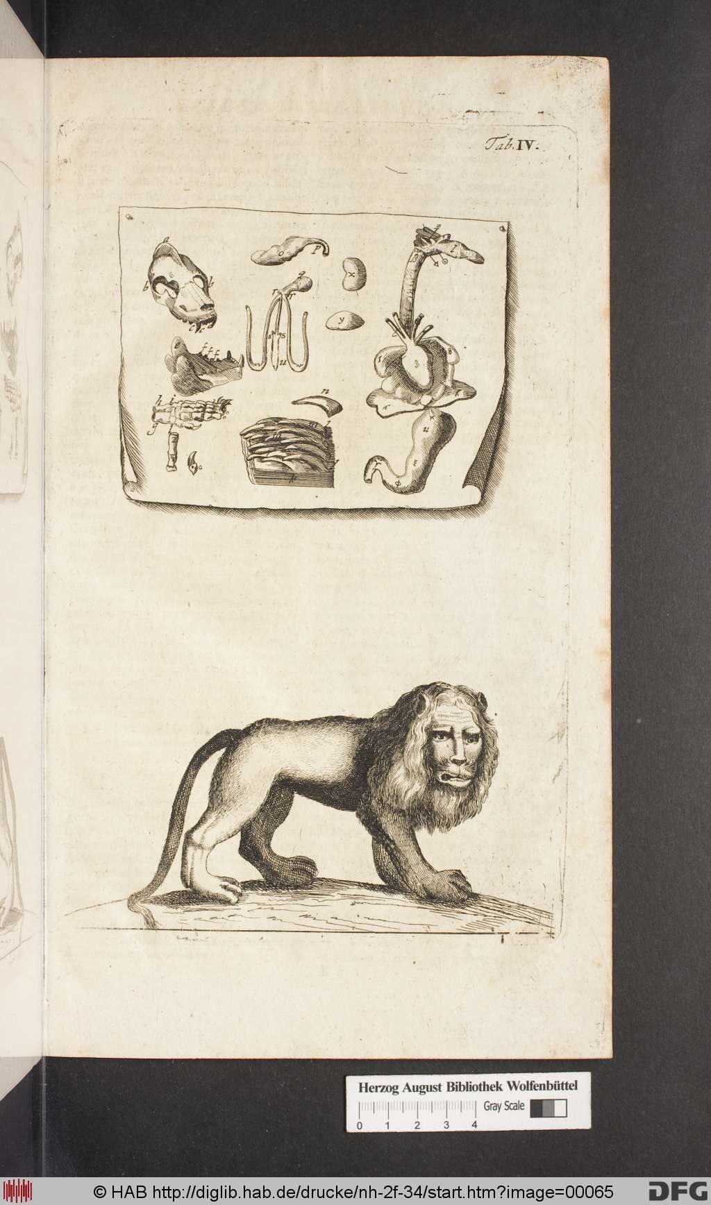 http://diglib.hab.de/drucke/nh-2f-34/00065.jpg