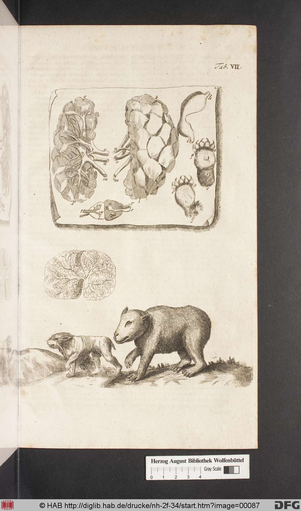 http://diglib.hab.de/drucke/nh-2f-34/00087.jpg