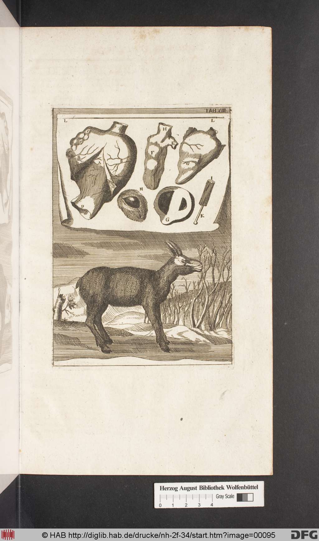 http://diglib.hab.de/drucke/nh-2f-34/00095.jpg