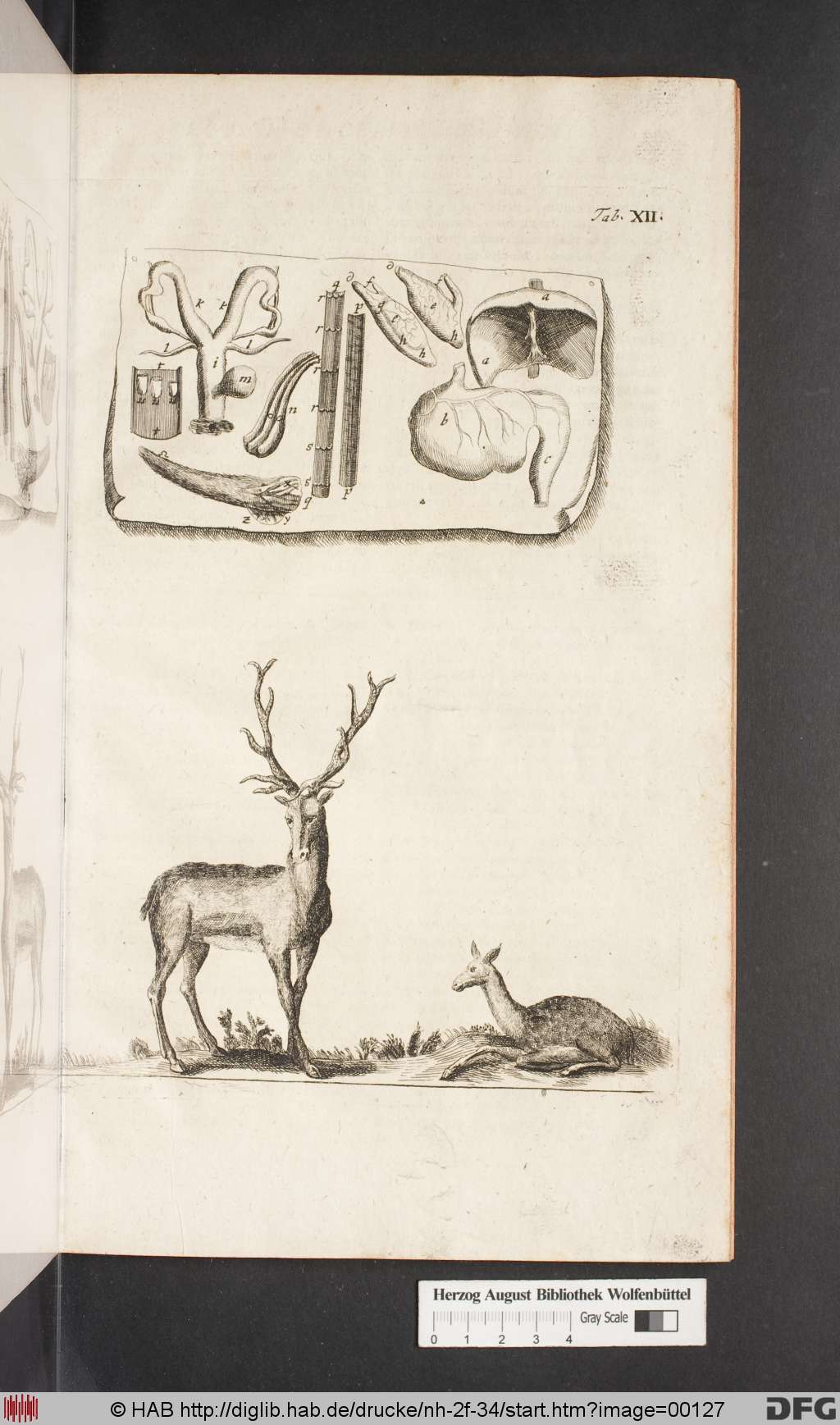 http://diglib.hab.de/drucke/nh-2f-34/00127.jpg