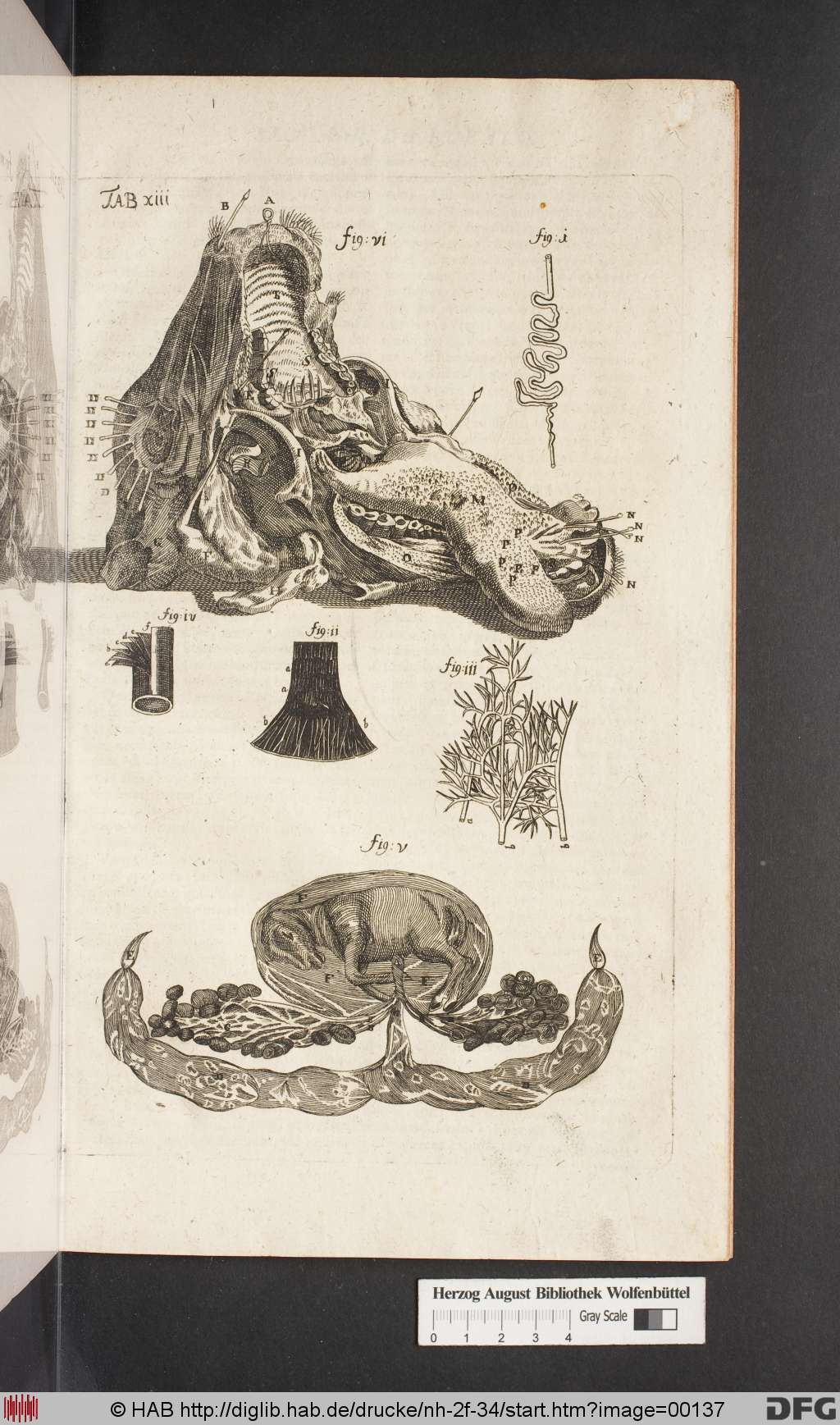 http://diglib.hab.de/drucke/nh-2f-34/00137.jpg