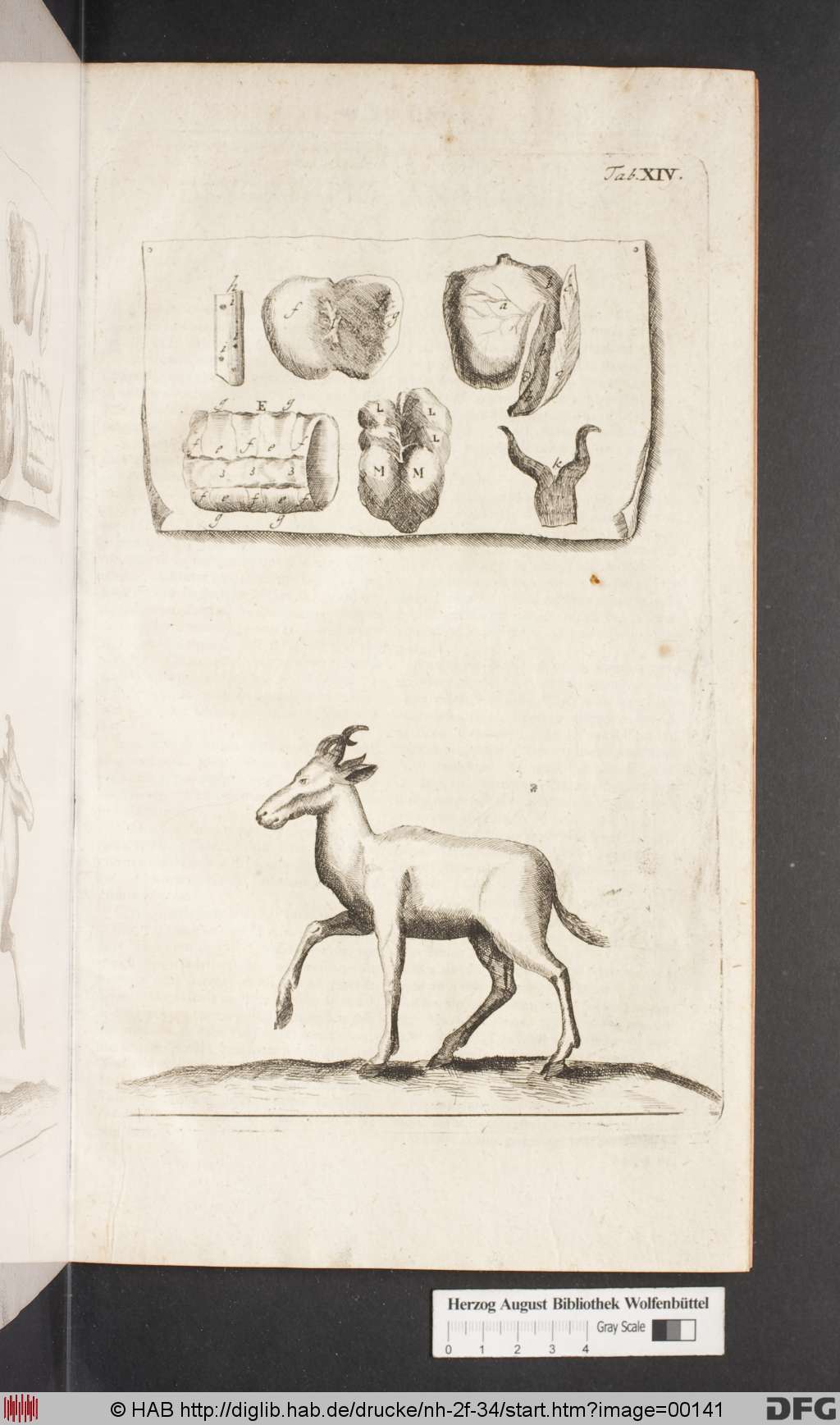 http://diglib.hab.de/drucke/nh-2f-34/00141.jpg