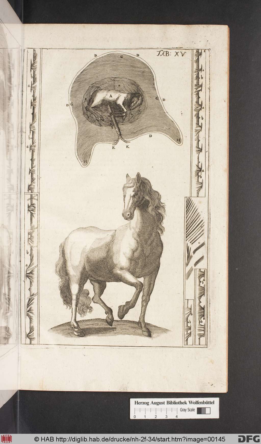 http://diglib.hab.de/drucke/nh-2f-34/00145.jpg