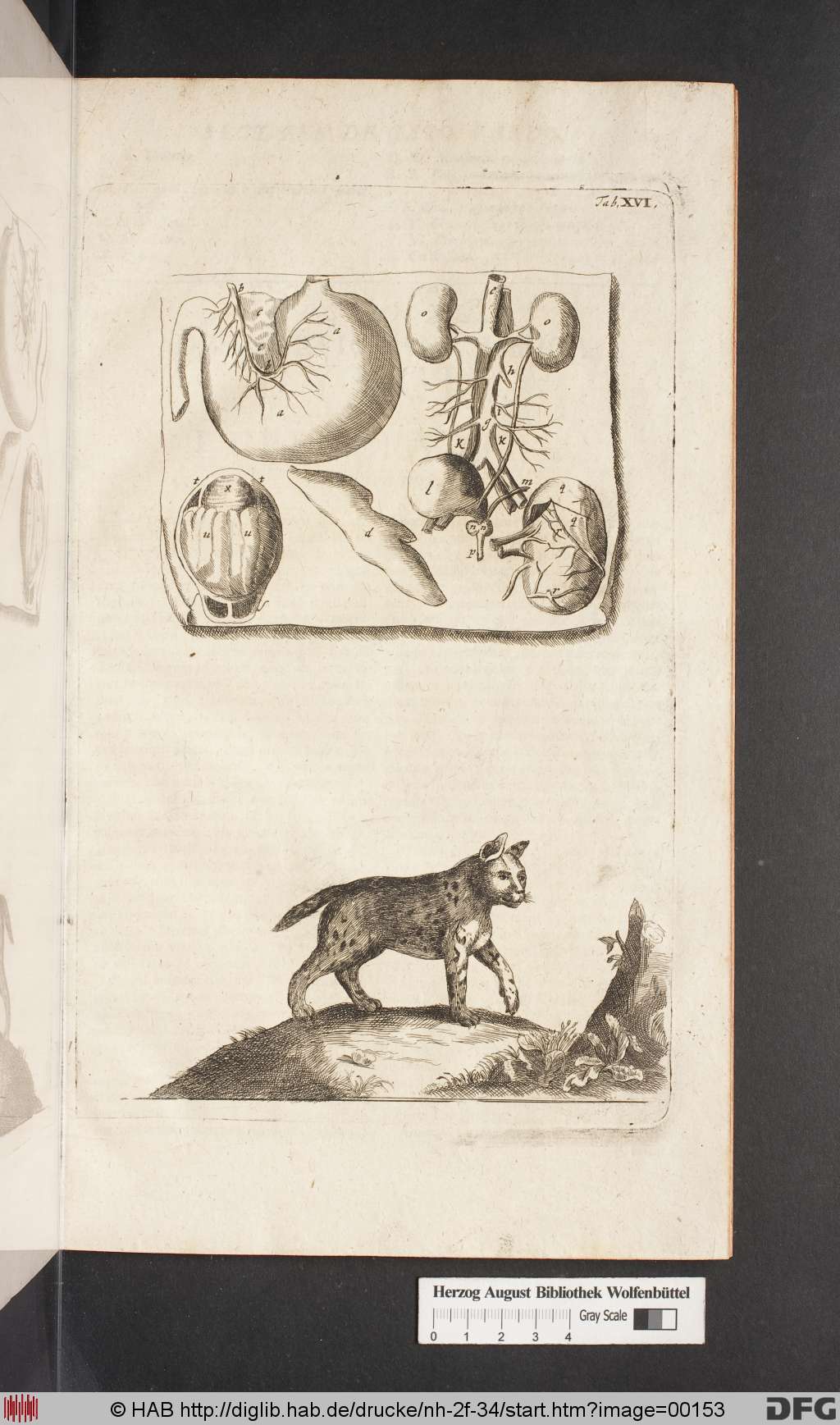 http://diglib.hab.de/drucke/nh-2f-34/00153.jpg