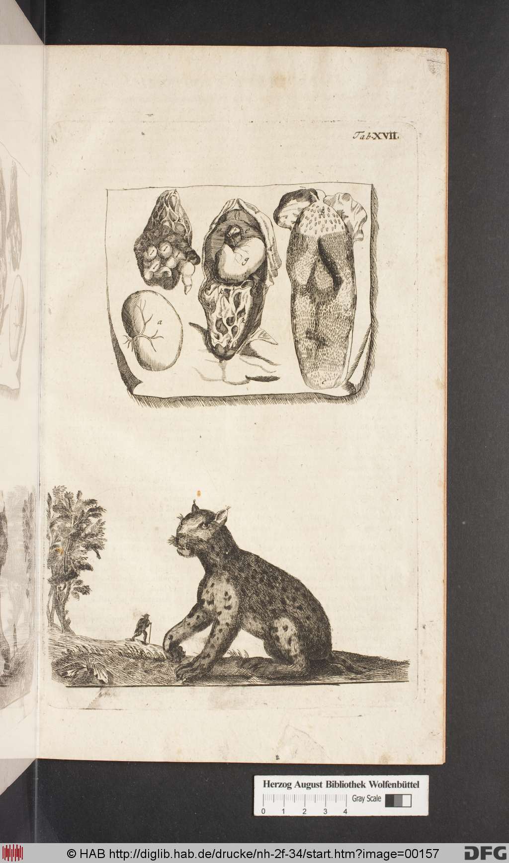 http://diglib.hab.de/drucke/nh-2f-34/00157.jpg